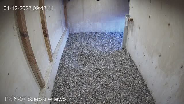 Falcon Habitat. Palace of Culture and Science in Warsaw, Poland (cam #7)