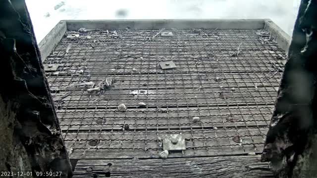 Peregrine falcon nest in Glogow Copper Smelter, Poland