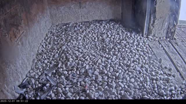 Peregrine falcon nest in Glogow Copper Smelter, Poland (cam #2)