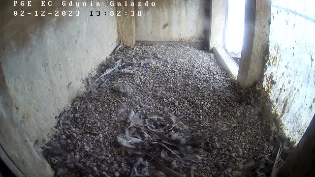 Falcon's nest at PGE Energia Ciepła Wybrzeże Branch in Gdynia, Poland