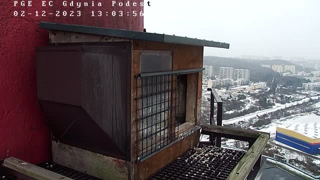 Falcon's nest at PGE Energia Ciepła Wybrzeże Branch in Gdynia, Poland (cam #2)