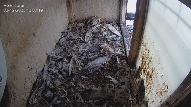 Falcon's Nest at EDF SA Torun, Poland (cam #2)