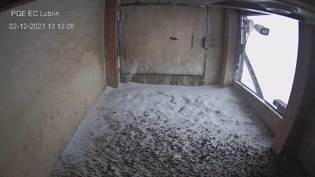 Falcon's nest at PGE Energia Ciepła heat and power plant in Krakow, Poland (cam #3)