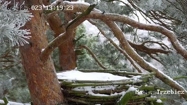 Falcon's nest at Forest Inspectorate Trzebiez, Poland