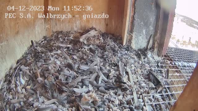 Falcon's nest at Heating Company SA in Walbrzych, Poland