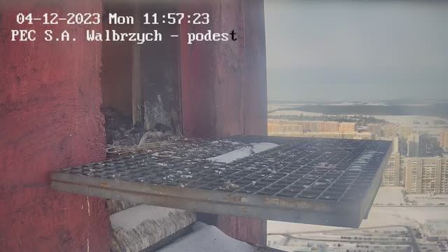 Falcon's nest at Heating Company SA in Walbrzych, Poland (cam #2)