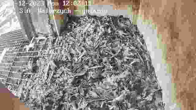 Falcon's nest at Heating Company SA in Walbrzych, Poland (cam #3)