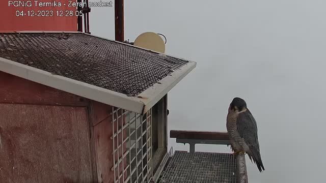 Falcon's nest at PGNiG SA TERMIKA in Warsaw, Poland