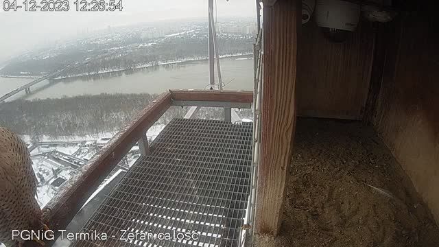 Falcon's nest at PGNiG SA TERMIKA in Warsaw, Poland (cam #3)