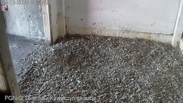 Falcon's nest at Kaweczyn Heat Plant in Warsaw, Poland (cam #2)