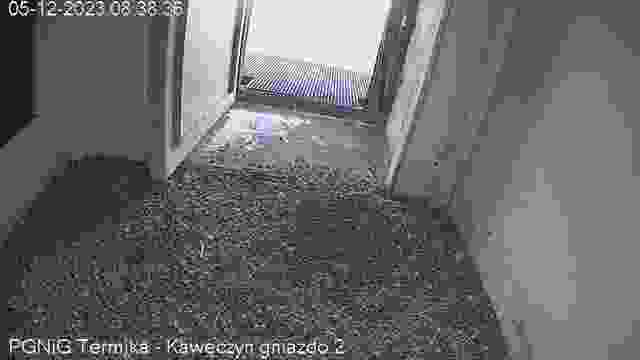 Falcon's nest at Kaweczyn Heat Plant in Warsaw, Poland (cam #3)