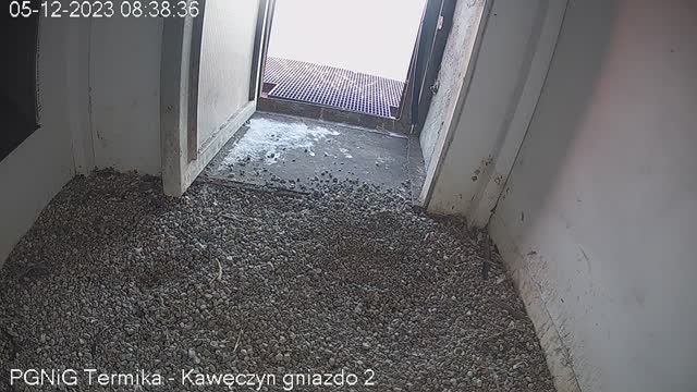 Falcon's nest at Kaweczyn Heat Plant in Warsaw, Poland (cam #3)