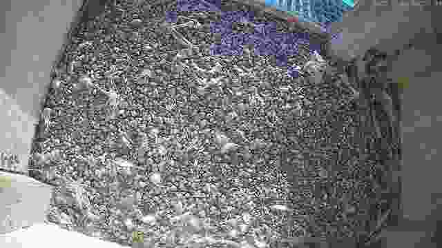 Falcon's nest at the Municipal Thermal Energy Company "Koksik" in Reda, Poland (cam #2)