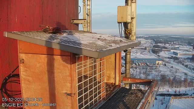 Falcon's nest in Engie EC Slupsk Sp. z o.o., Poland