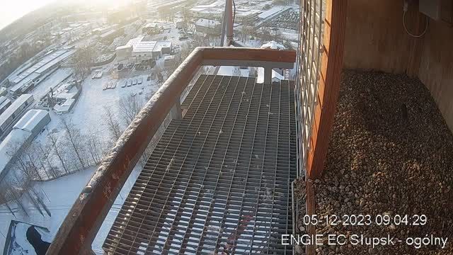 Falcon's nest in Engie EC Slupsk Sp. z o.o., Poland (cam #2)