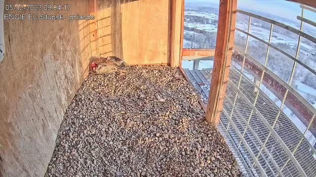 Falcon's nest in Engie EC Slupsk Sp. z o.o., Poland (cam #3)