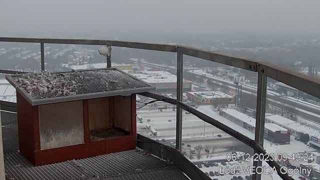 Falcon's nest at Veolia Energy in Lodz, Poland