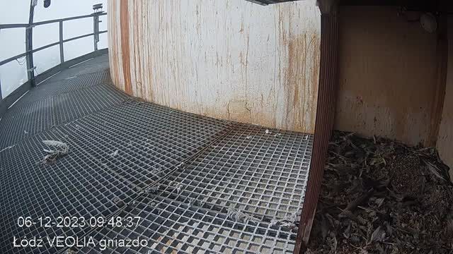 Falcon's nest at Veolia Energy in Lodz, Poland (cam #2)