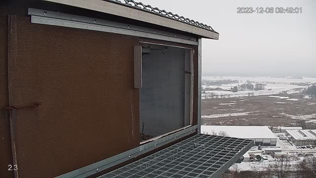 Falcon's nest in Konstancin-Jeziorna, Poland