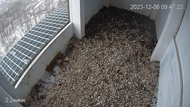 Falcon's nest in Konstancin-Jeziorna, Poland (cam #2)