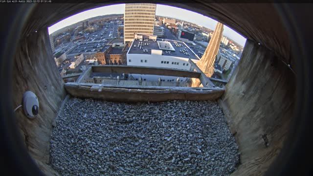 Falcon's nest on Genesee Street in Utica, NY, USA (cam #3)