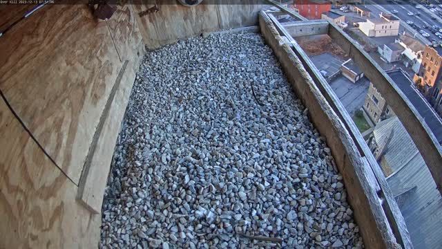 Falcon's nest on Genesee Street in Utica, NY, USA (cam #3)