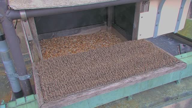 Peregrine Falcons nest at UT Tower in Austin, TX, USA