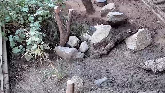 Owls in Otay Mesa, CA, USA