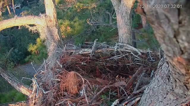 Great Horned Owl on Hilton Head Island, SC, USA